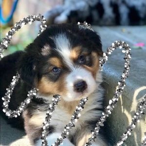 Meet your Posher, Bella